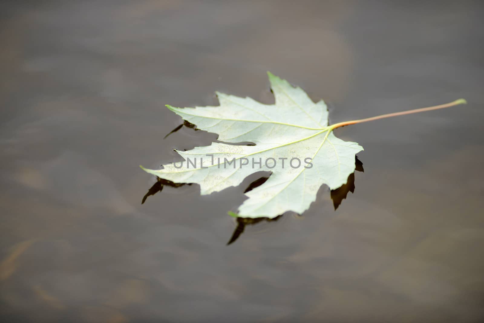 zen autumn leaf in water