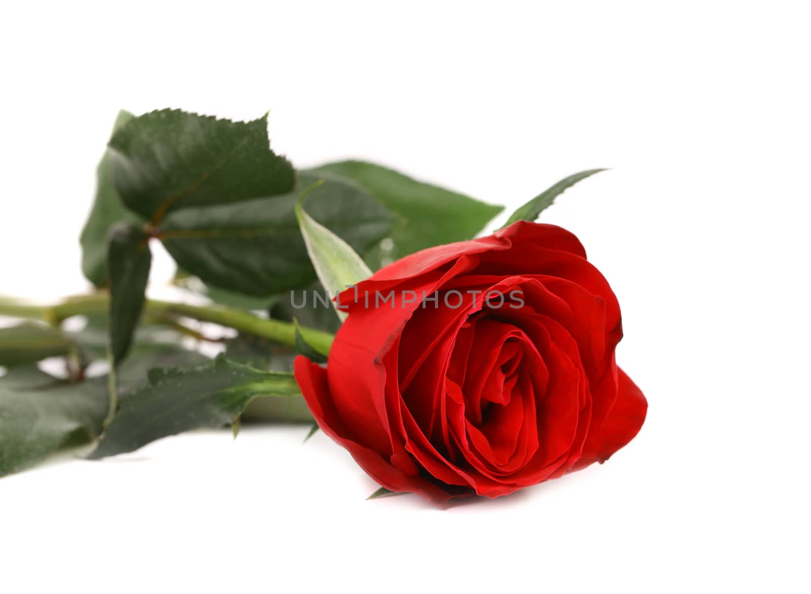Beautiful red rose isolated on white background. Close up.