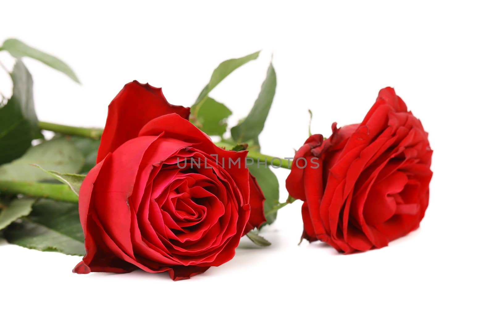 Twob red roses. Isolated on a white background.