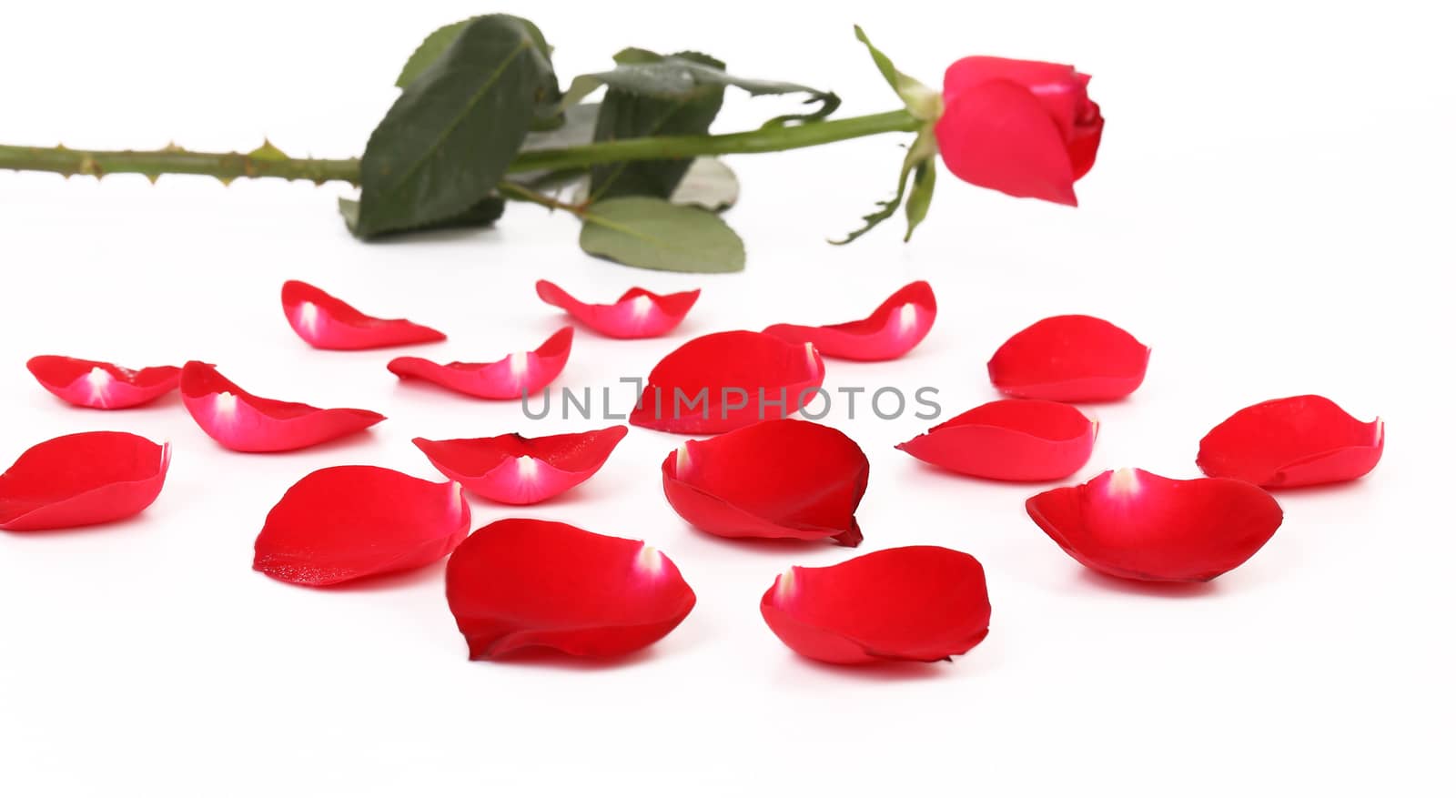 Red rose and petal. Isolated on a white background.