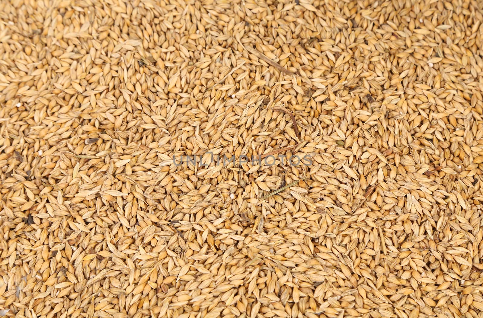 Background of wheat grain. Close up. Texture.