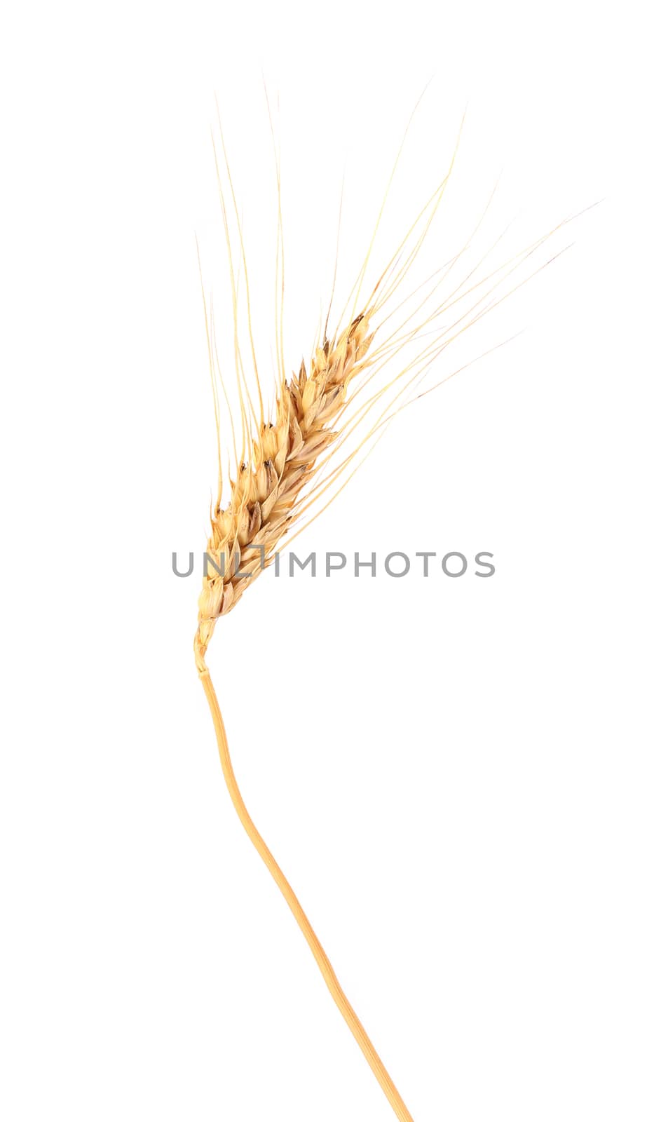 Ear of wheat. Isolated on a white background.