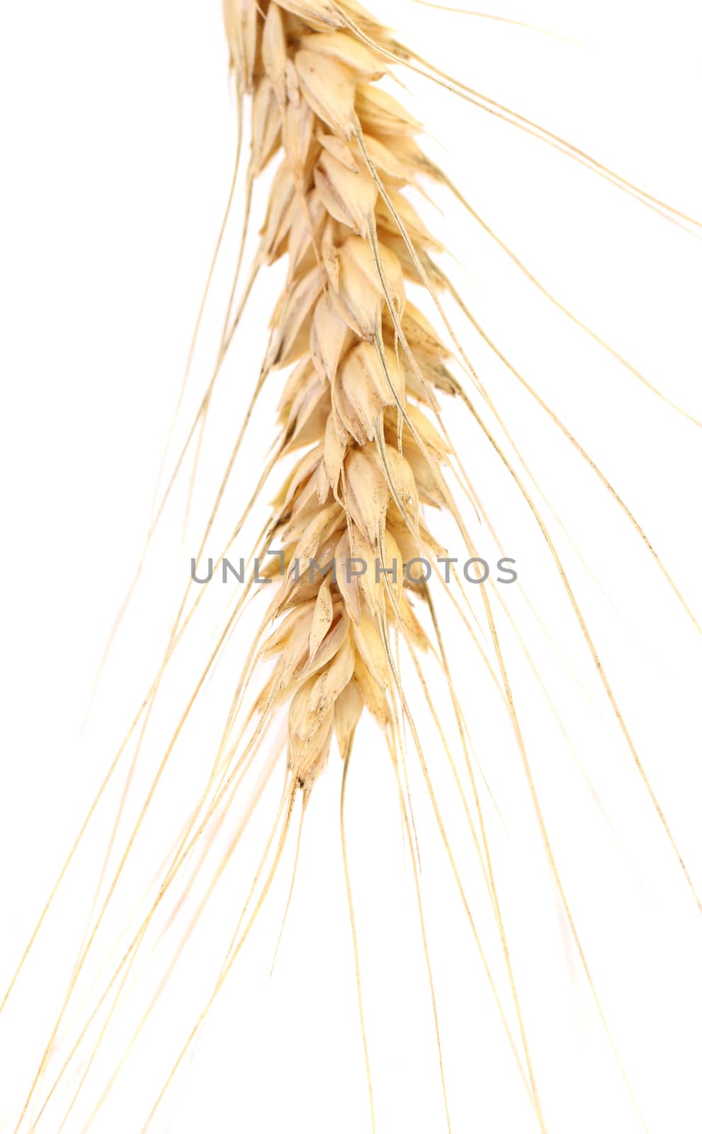 Ear of wheat. Isolated on a white background.