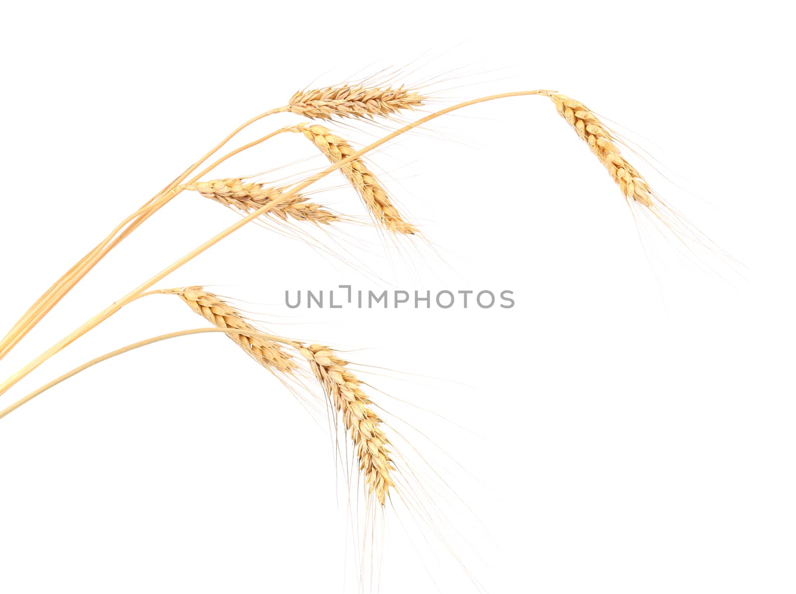 Ears of wheat. Isolated on a white background.
