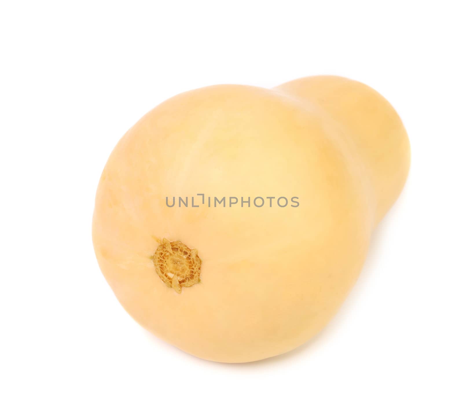 Tail of pumpkin. Isolated on a white background.