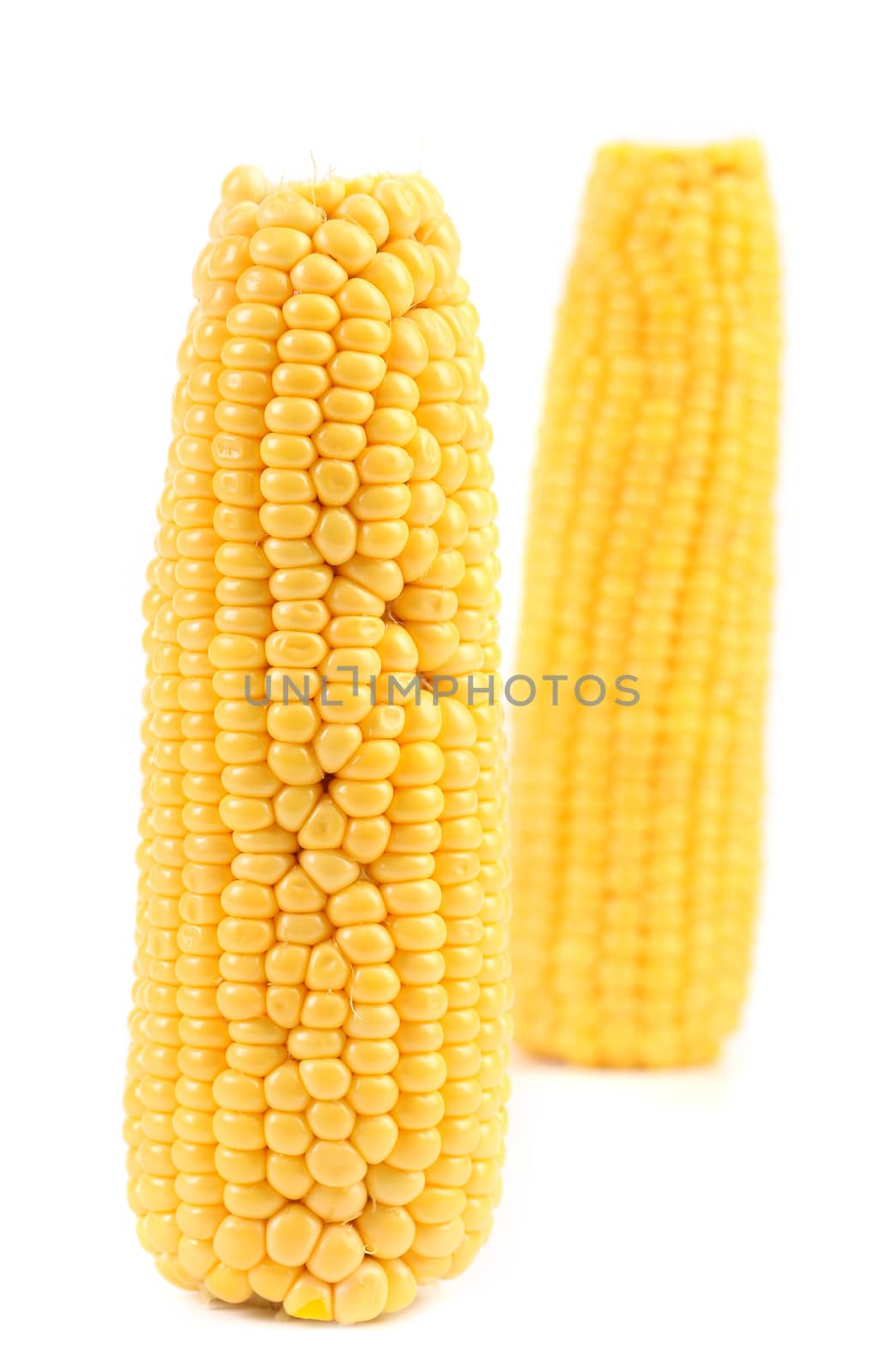 Two corncobs isolated on a white background