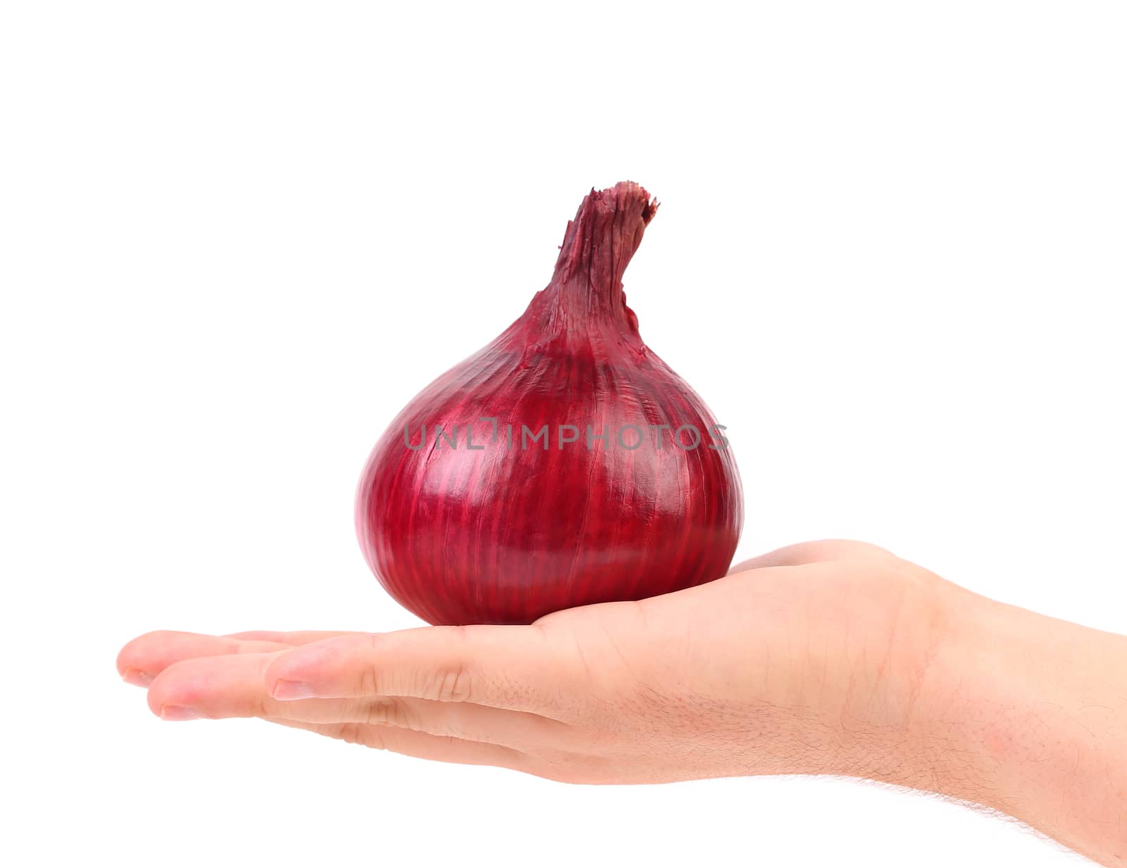 Hand holds red onion. Isolated on a white background.