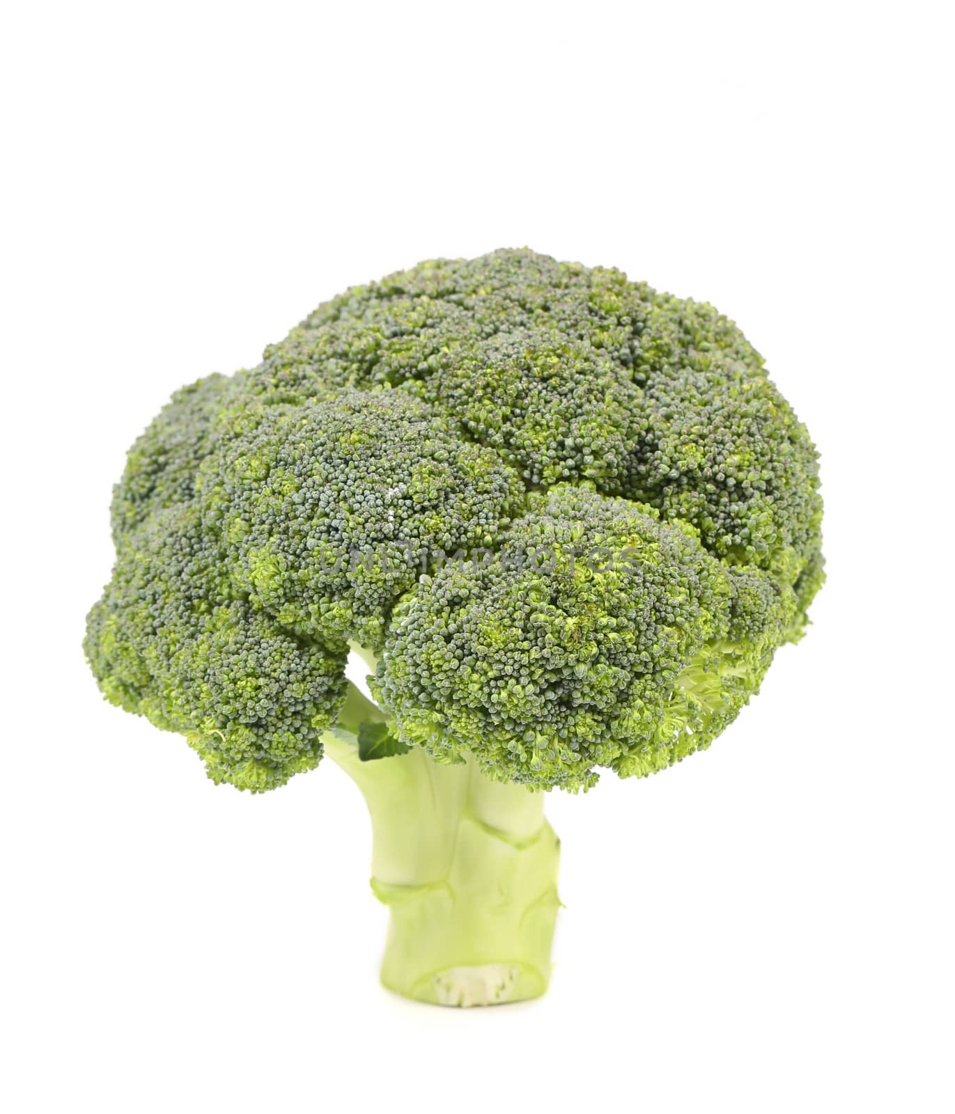 Fresh broccoli. Isolated on a white background.