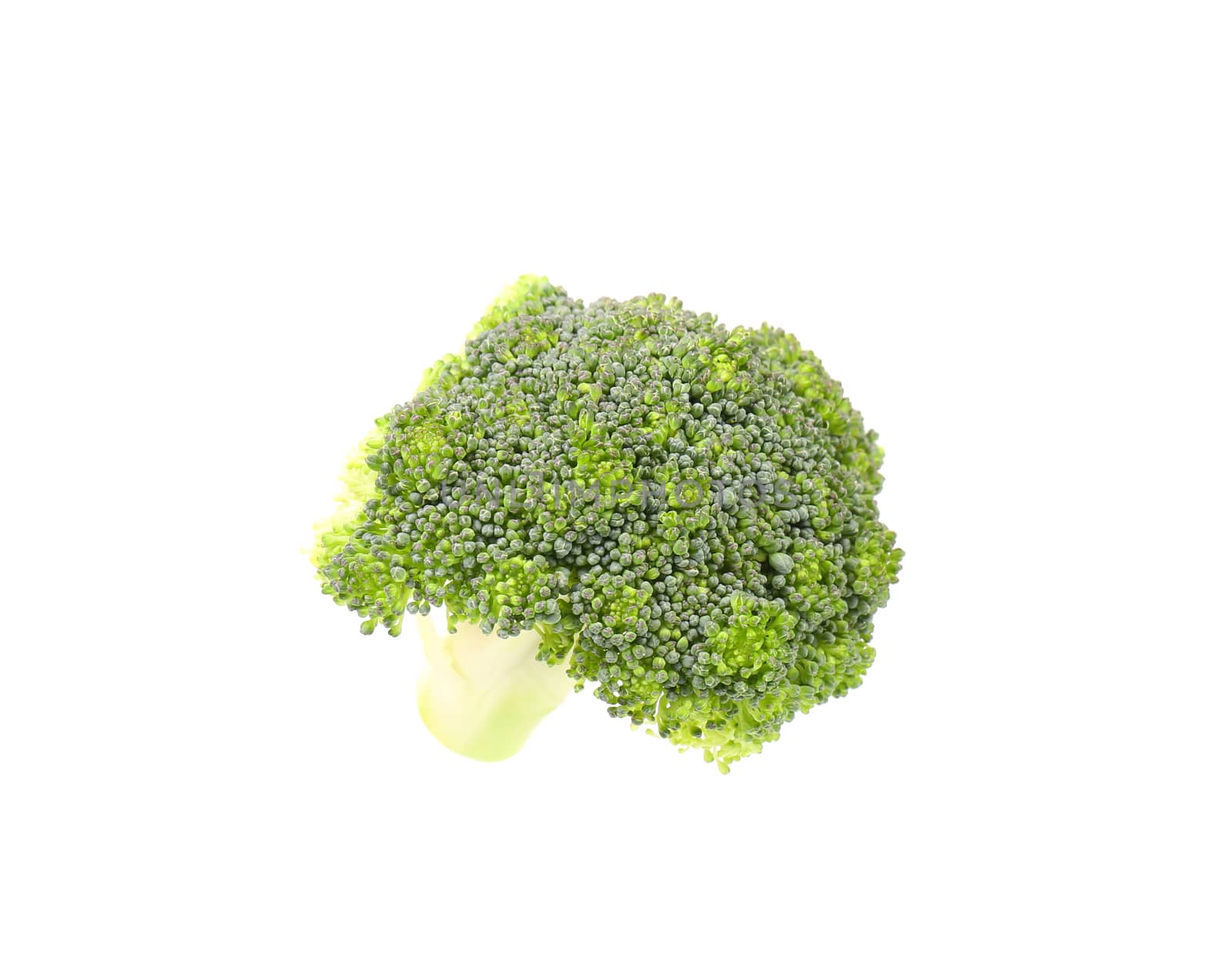 Fresh broccoli. Isolated on a white background.