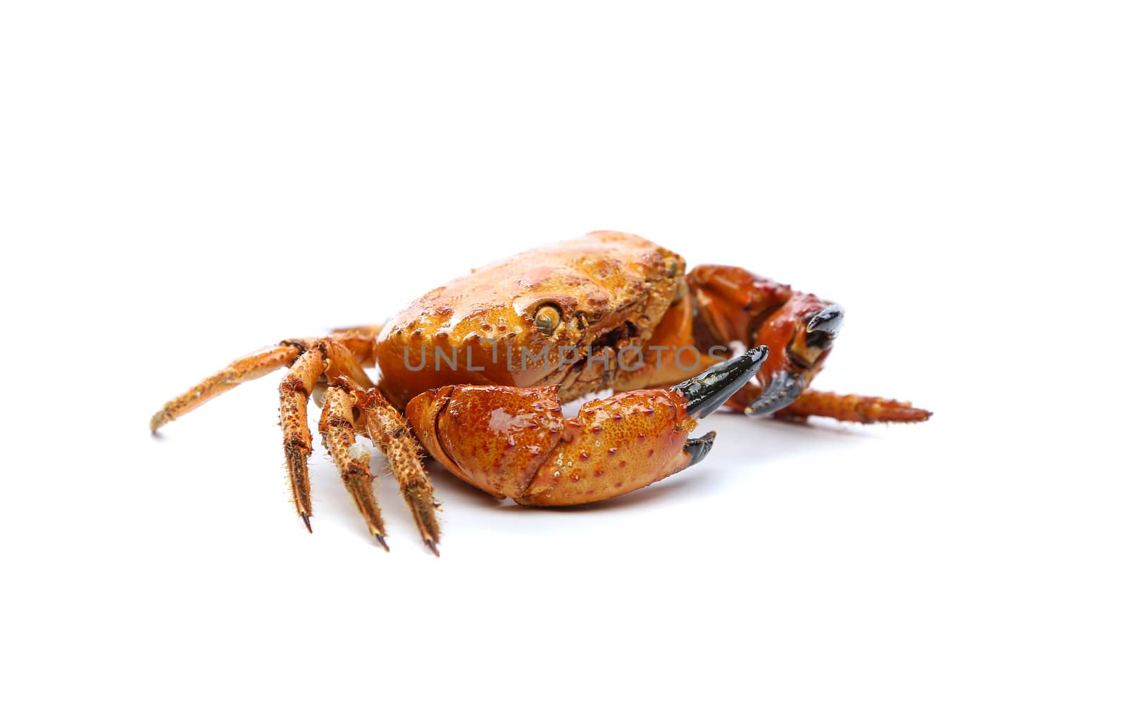 Seafood red crab. Isolated on a white background.