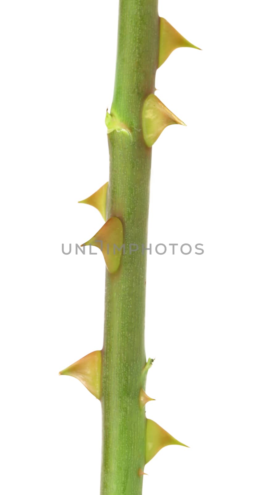 Rose thorn. Isolated on a white background.