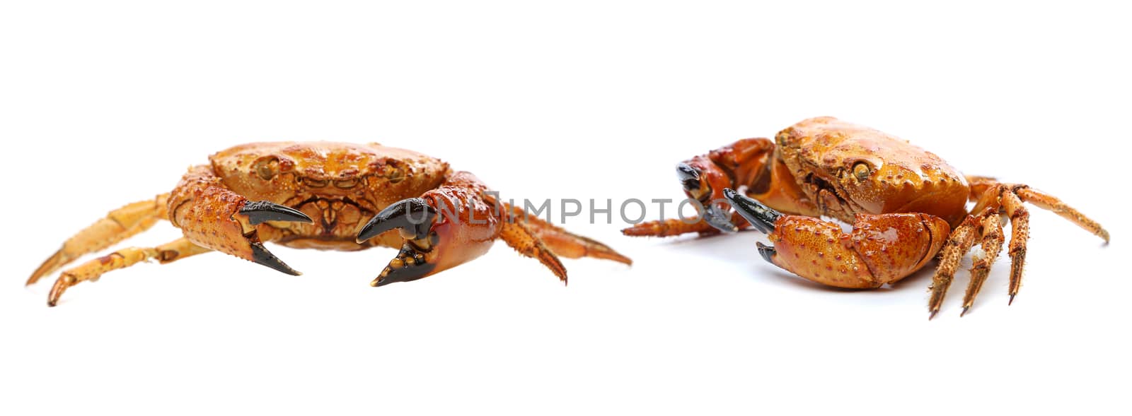 Prepared crabs. Isolated on a white background.