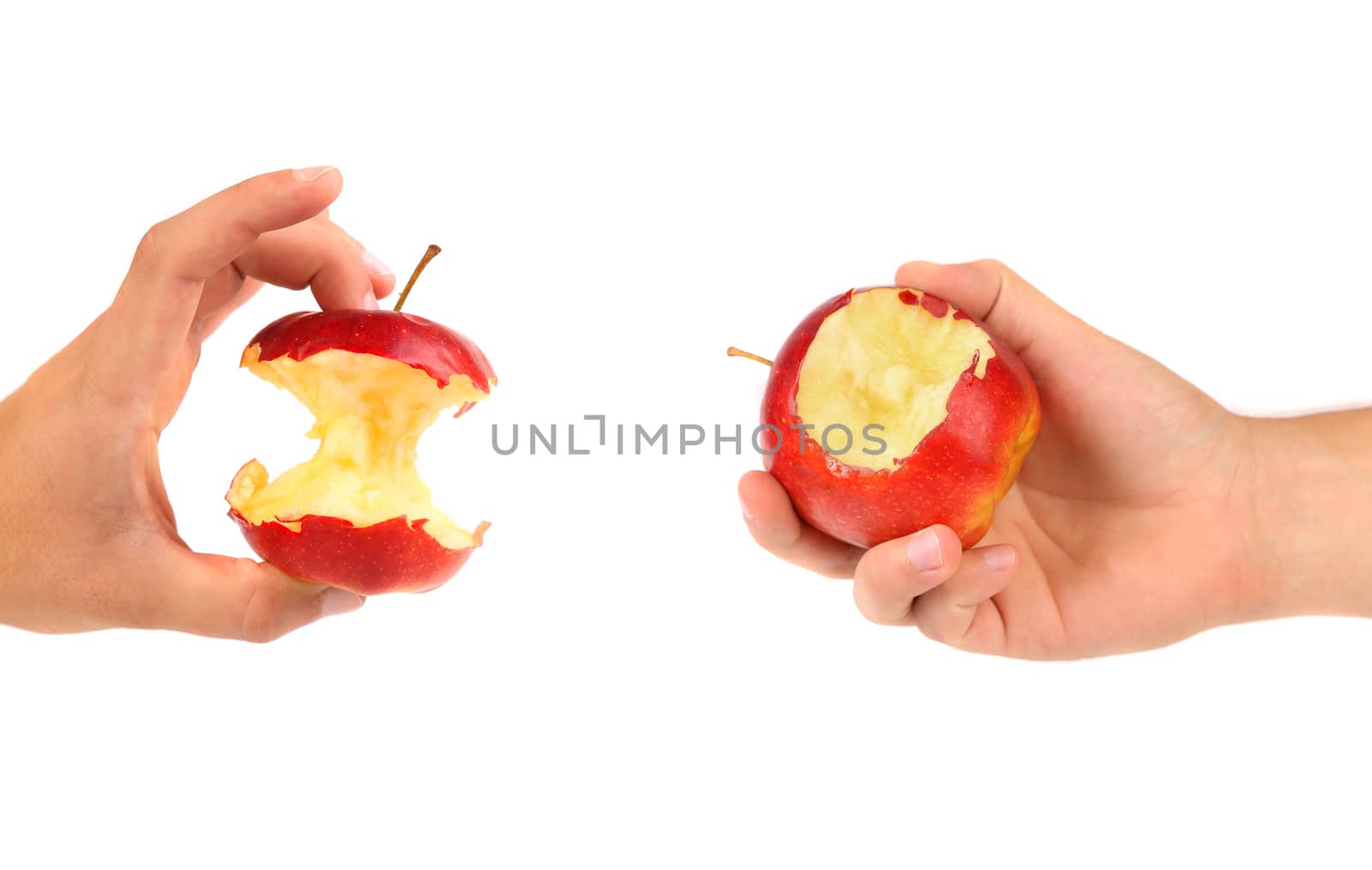 Hands holds core and nibbled apples. White background.