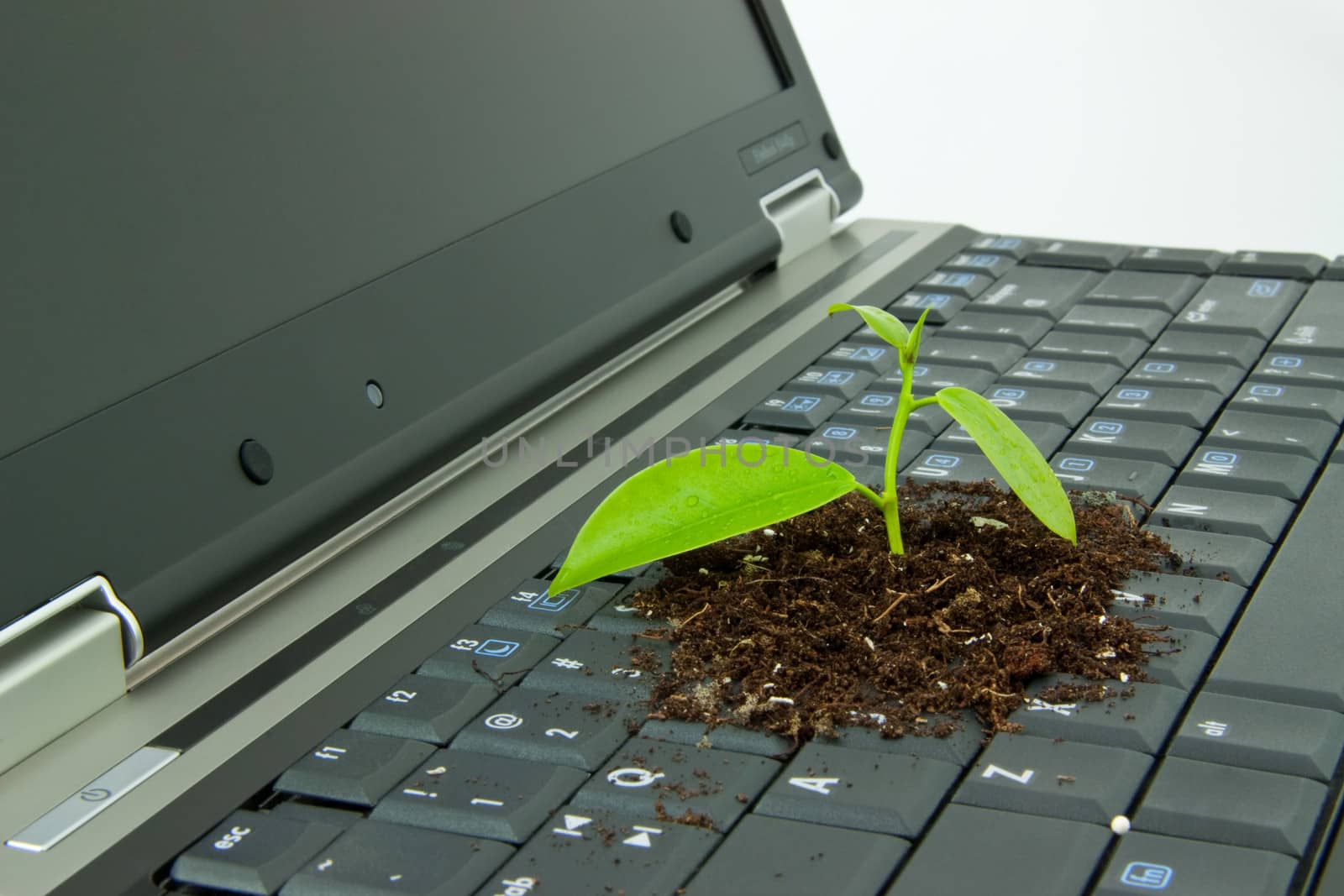 Green plant growing from computer keyboard