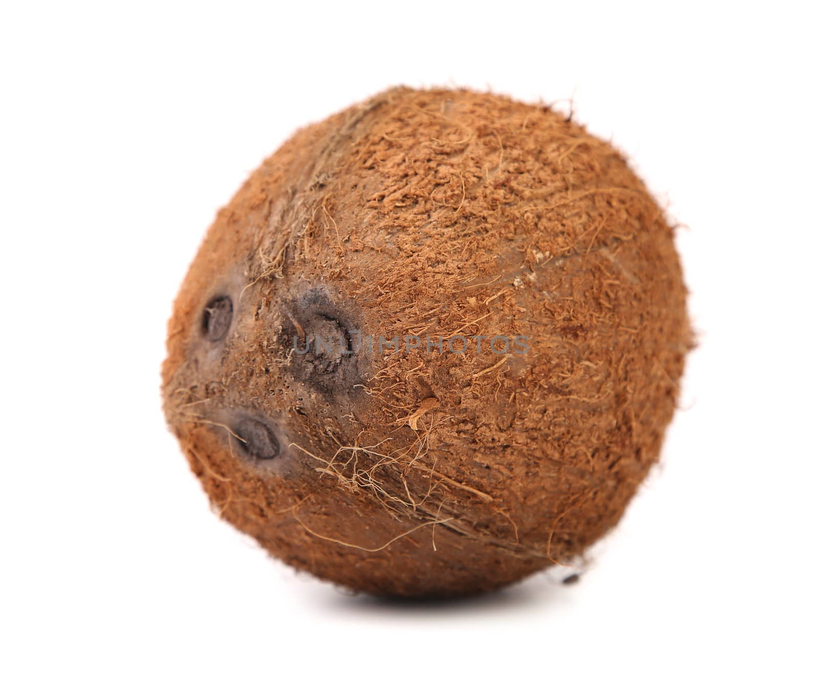 One Coconut isolated on a white background