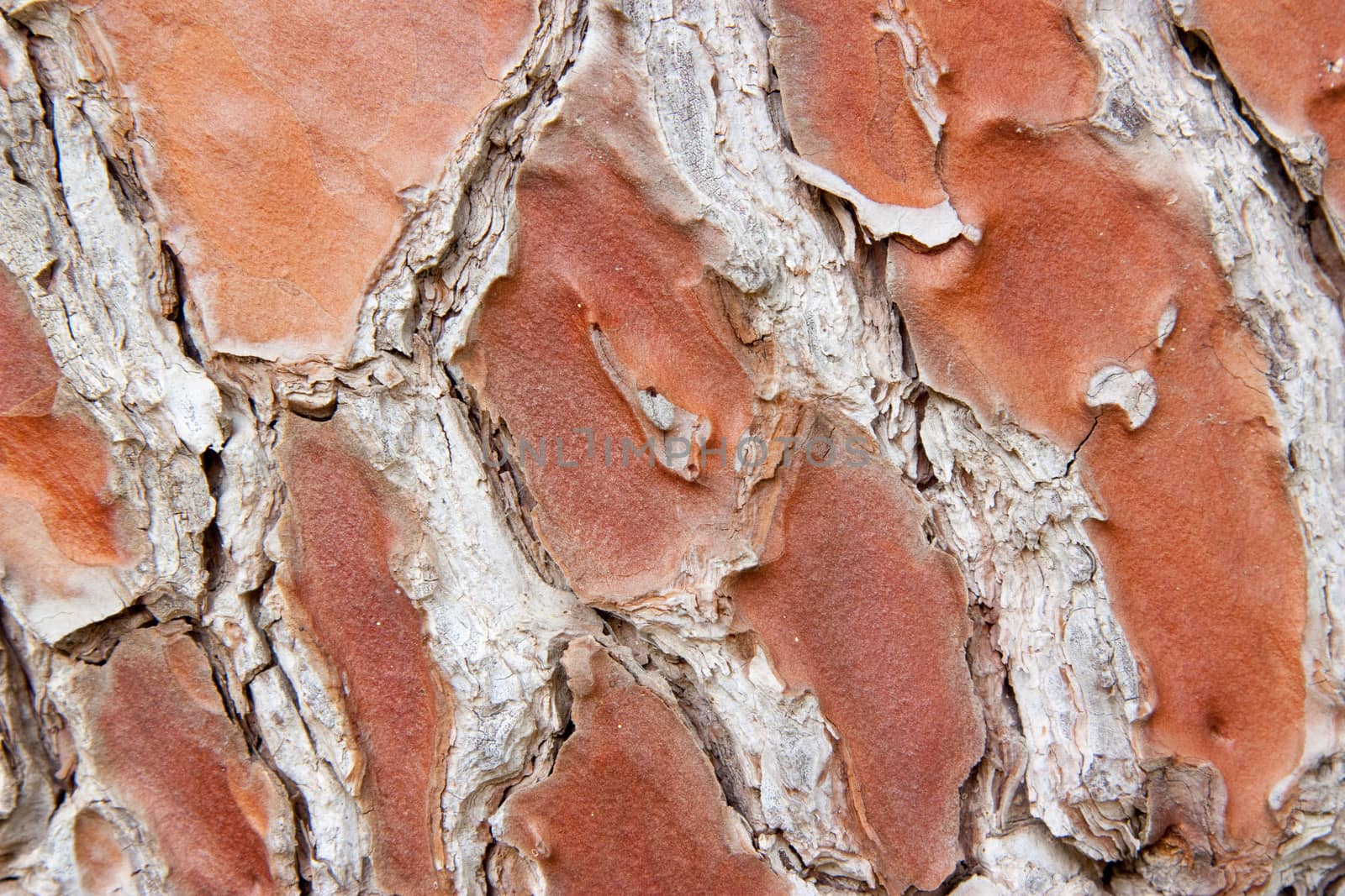 Old tree bark texture