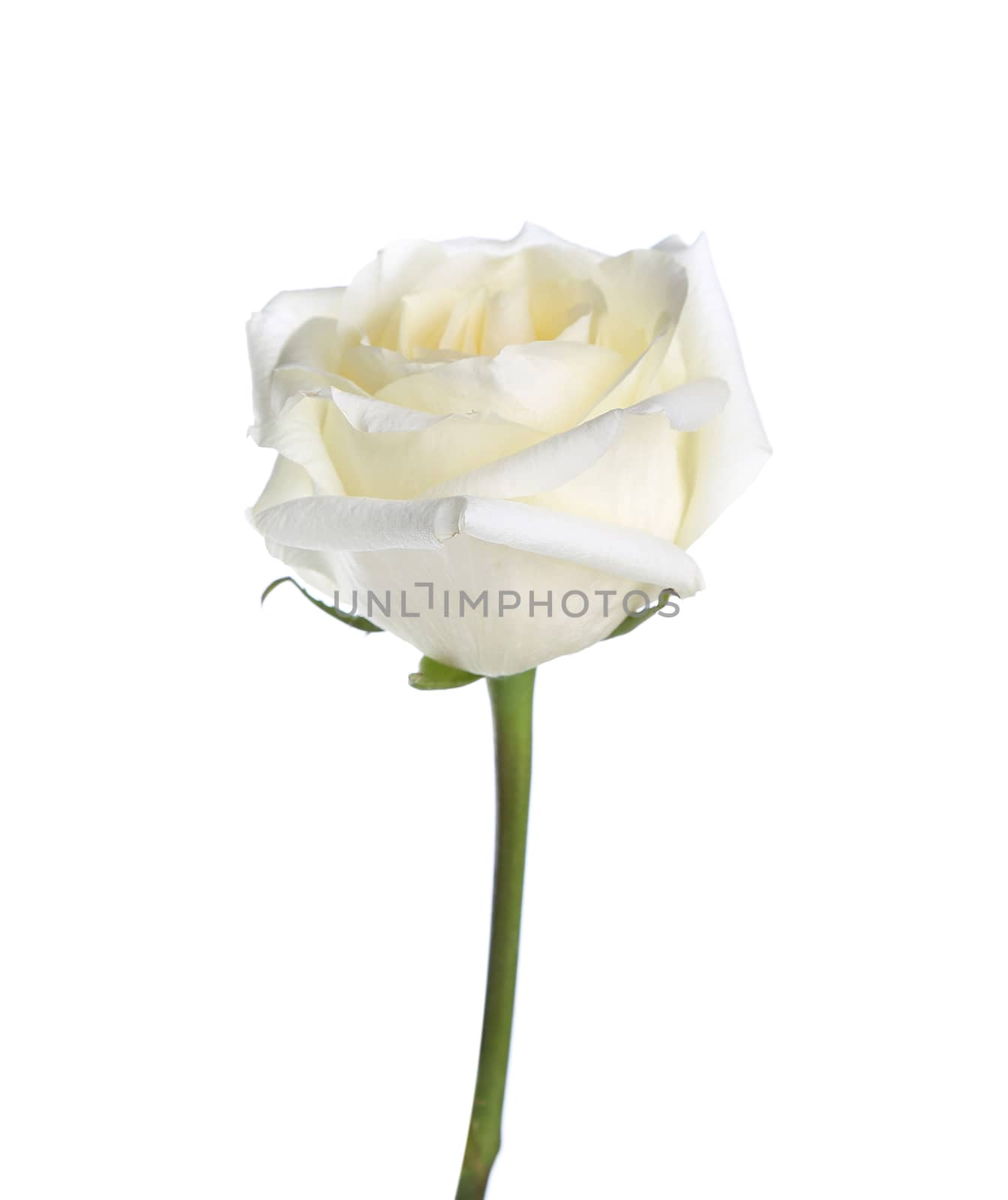 White rose. Isolated on a white background.