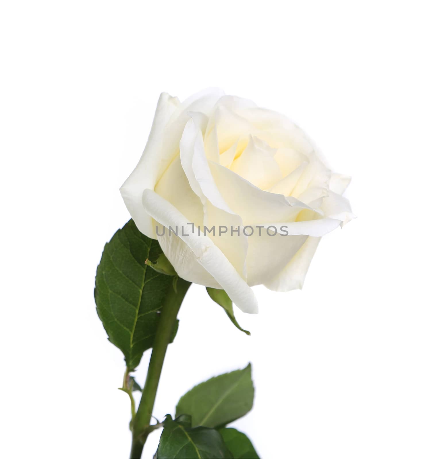 Single white rose with leaves and stem on white background