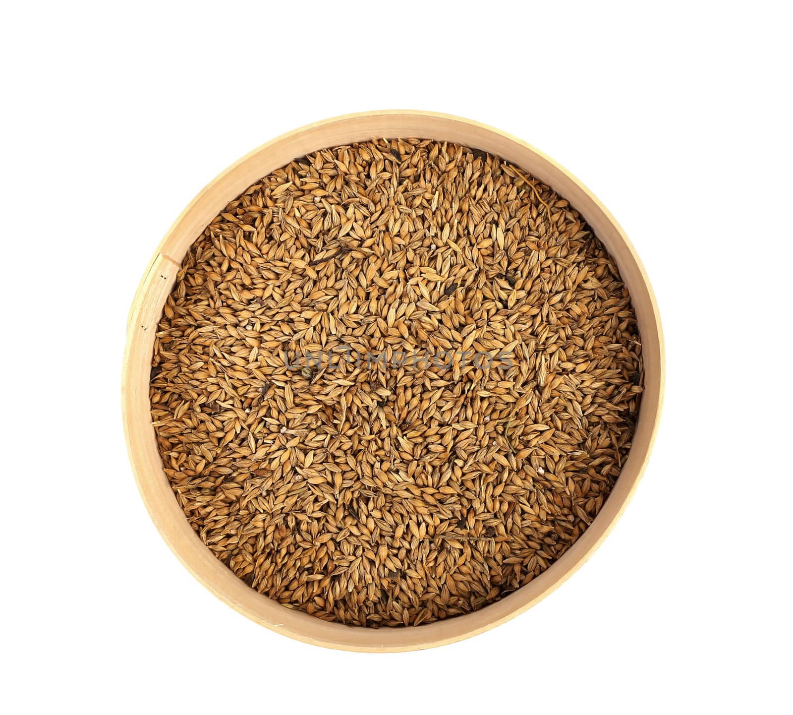 Wheat grain into sieve. Isolated on a white background.