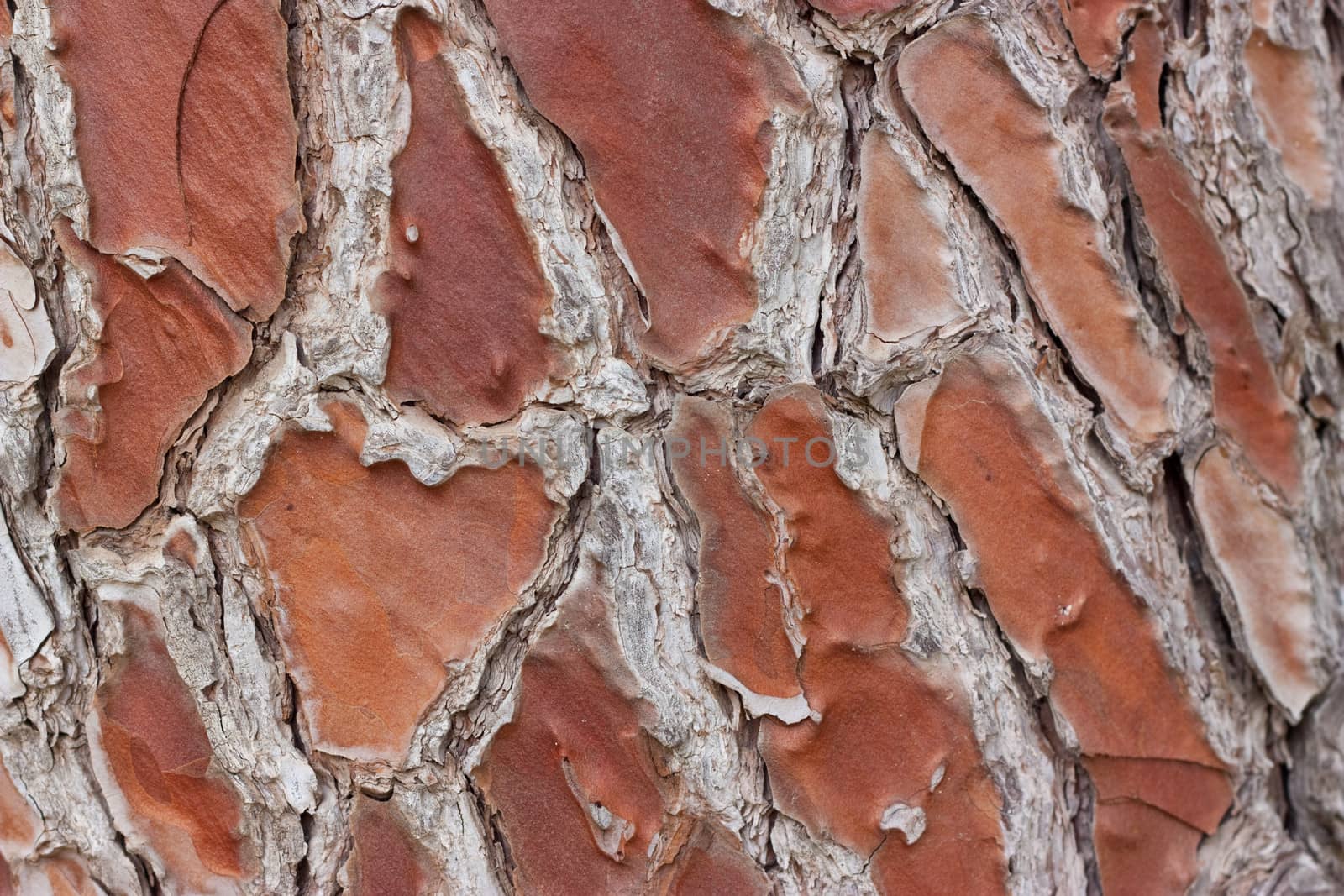 Old tree bark texture