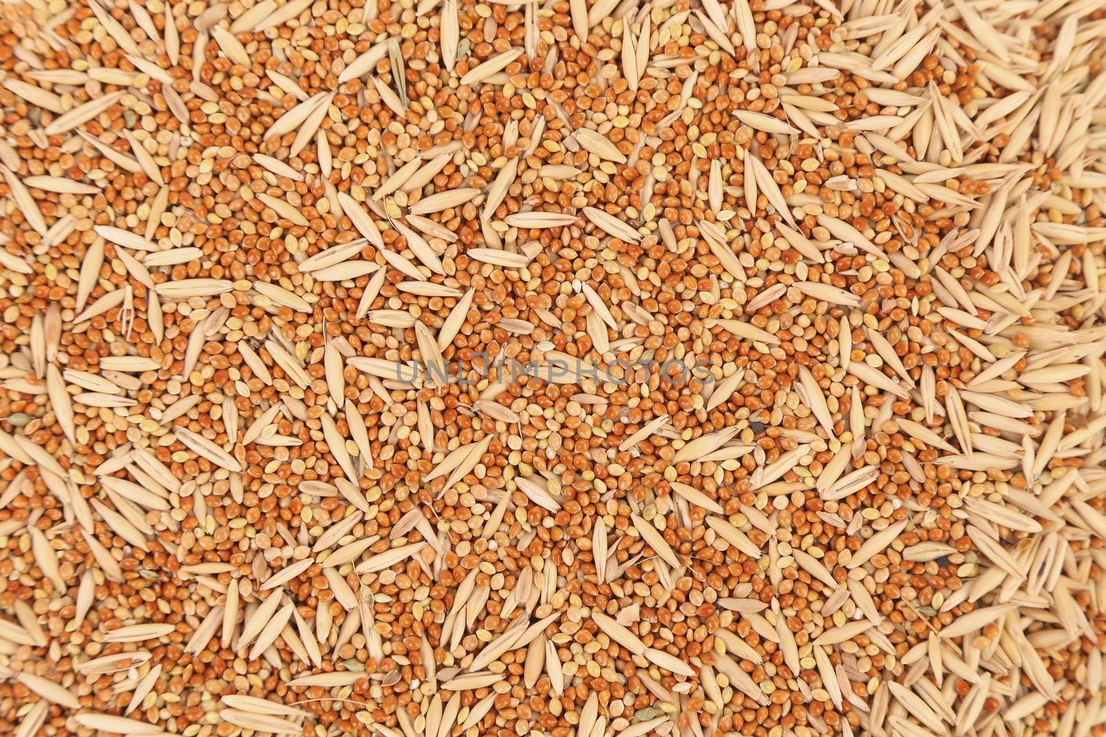 Background of assorted seed for exotic birds. Close up.