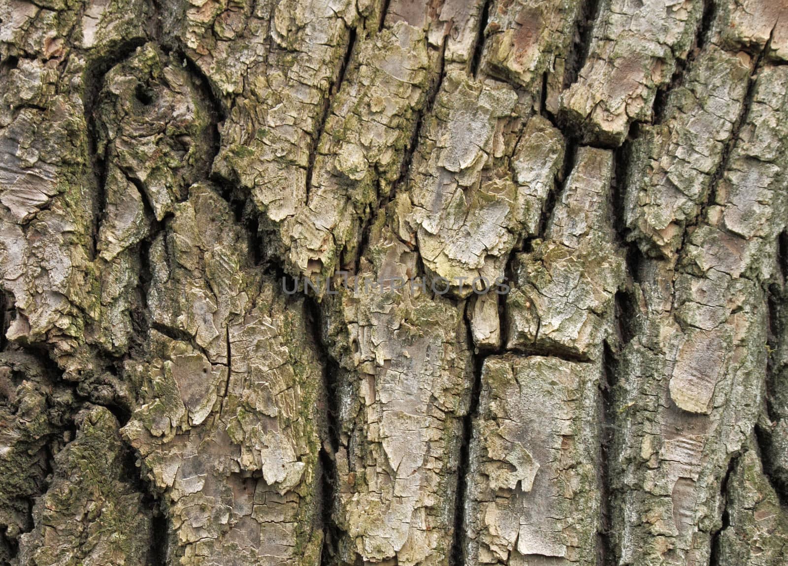 bark of tree by romantiche
