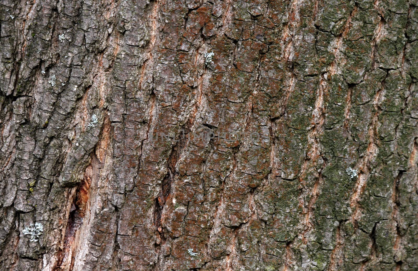 close up of bark of tree texture