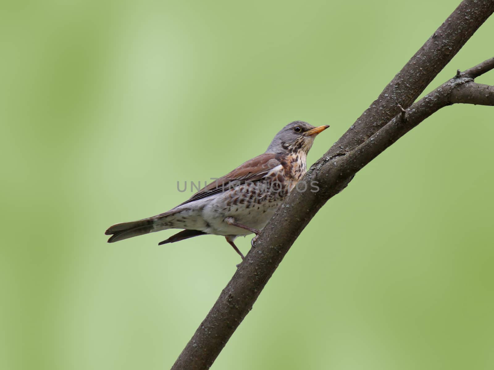 thrush on branch of tree by romantiche