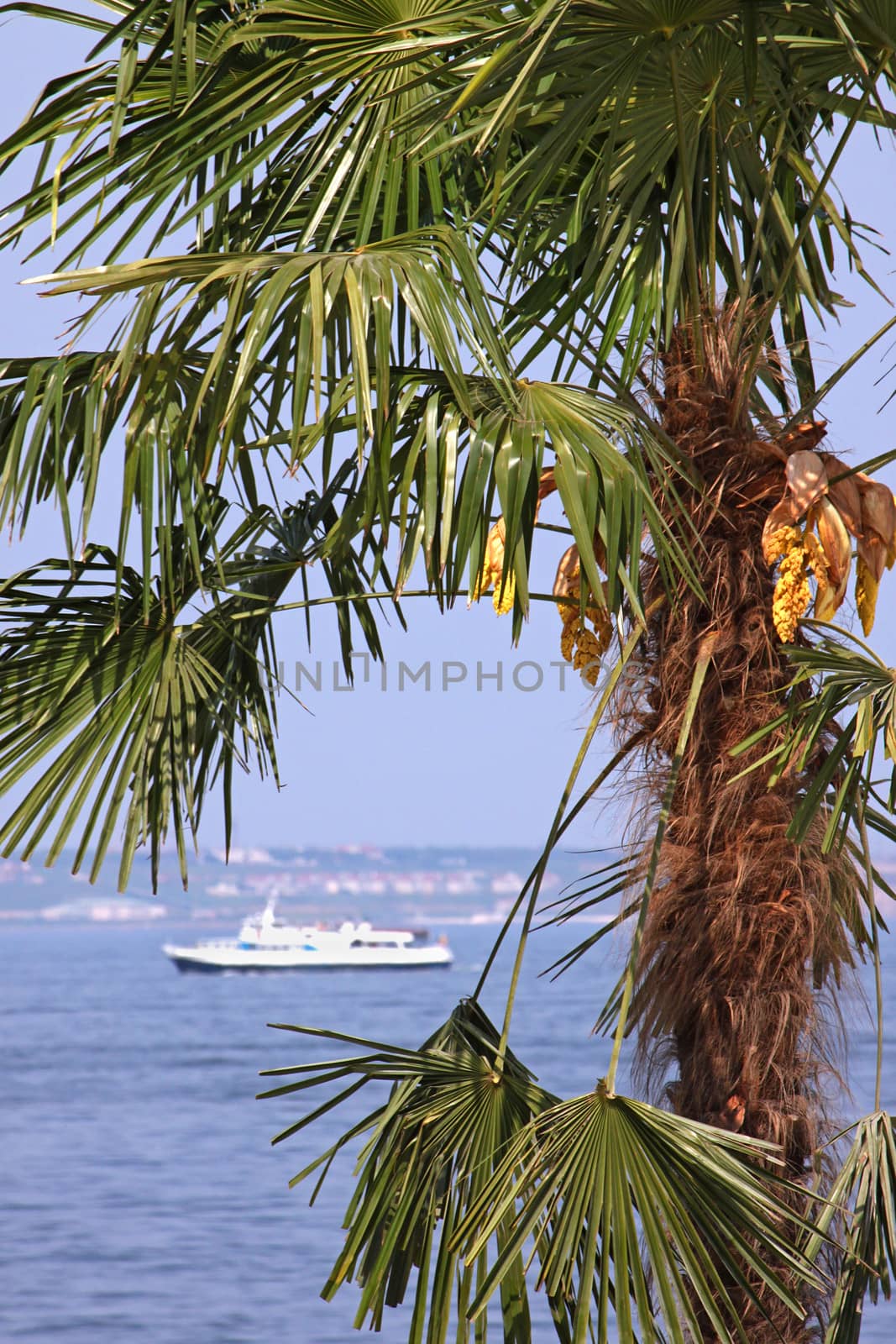 palm tree on coast by romantiche