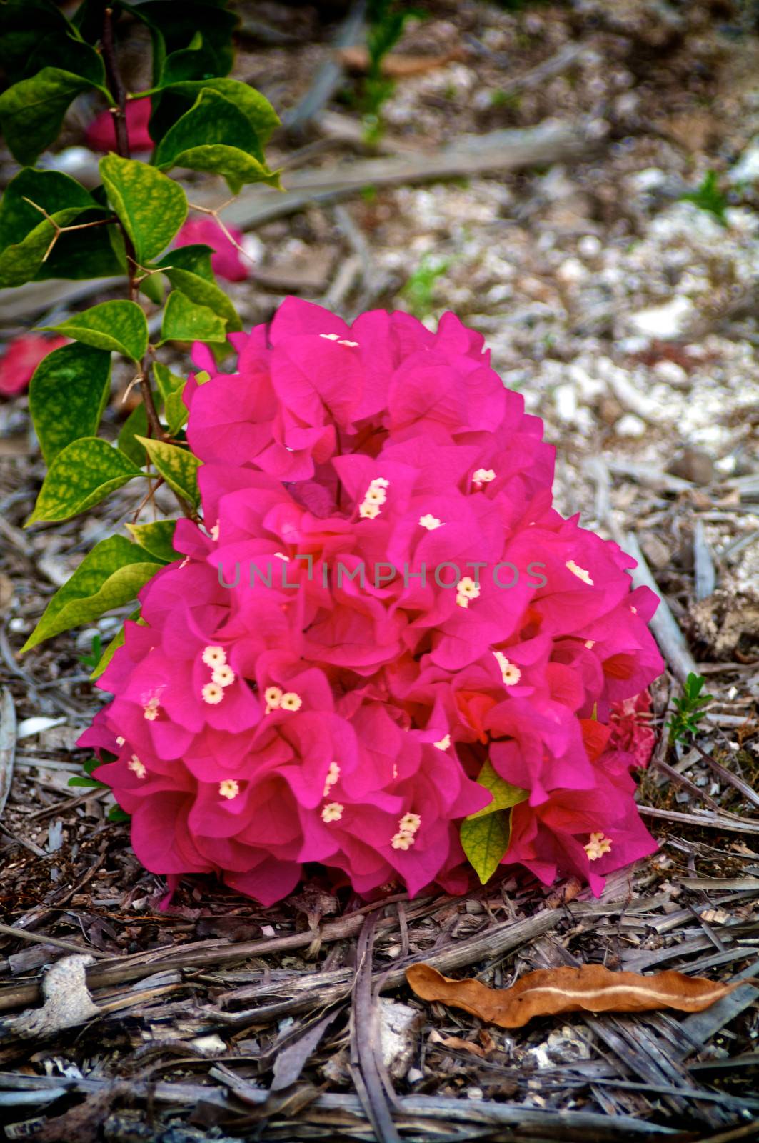 Bunch of Beautiful Pink Bougainvillea on Gray Dry Palm Sawdust closeup