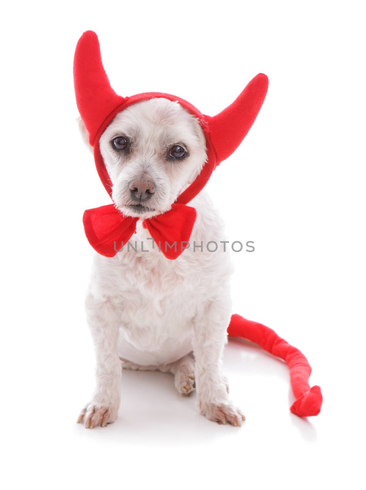 Bad Dog halloween devil costume by lovleah