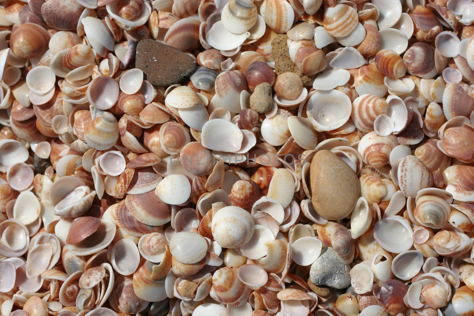 Seashells background