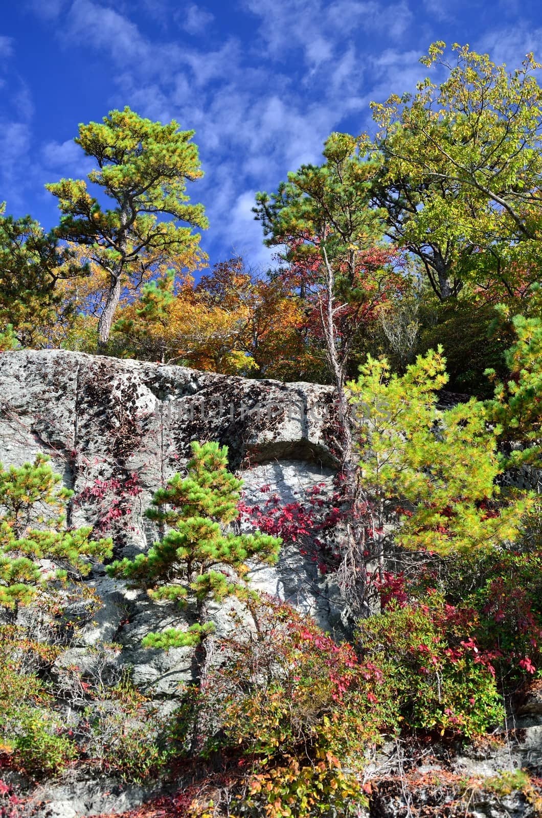 Rock cliff hosting trees by jackie@debuskphoto.com