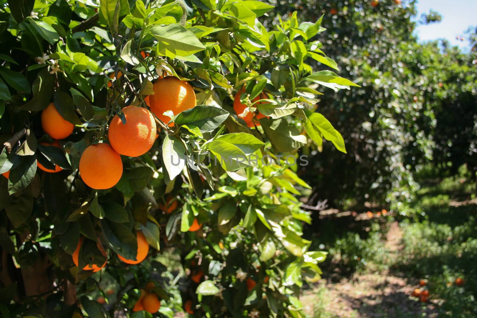 Orange tree