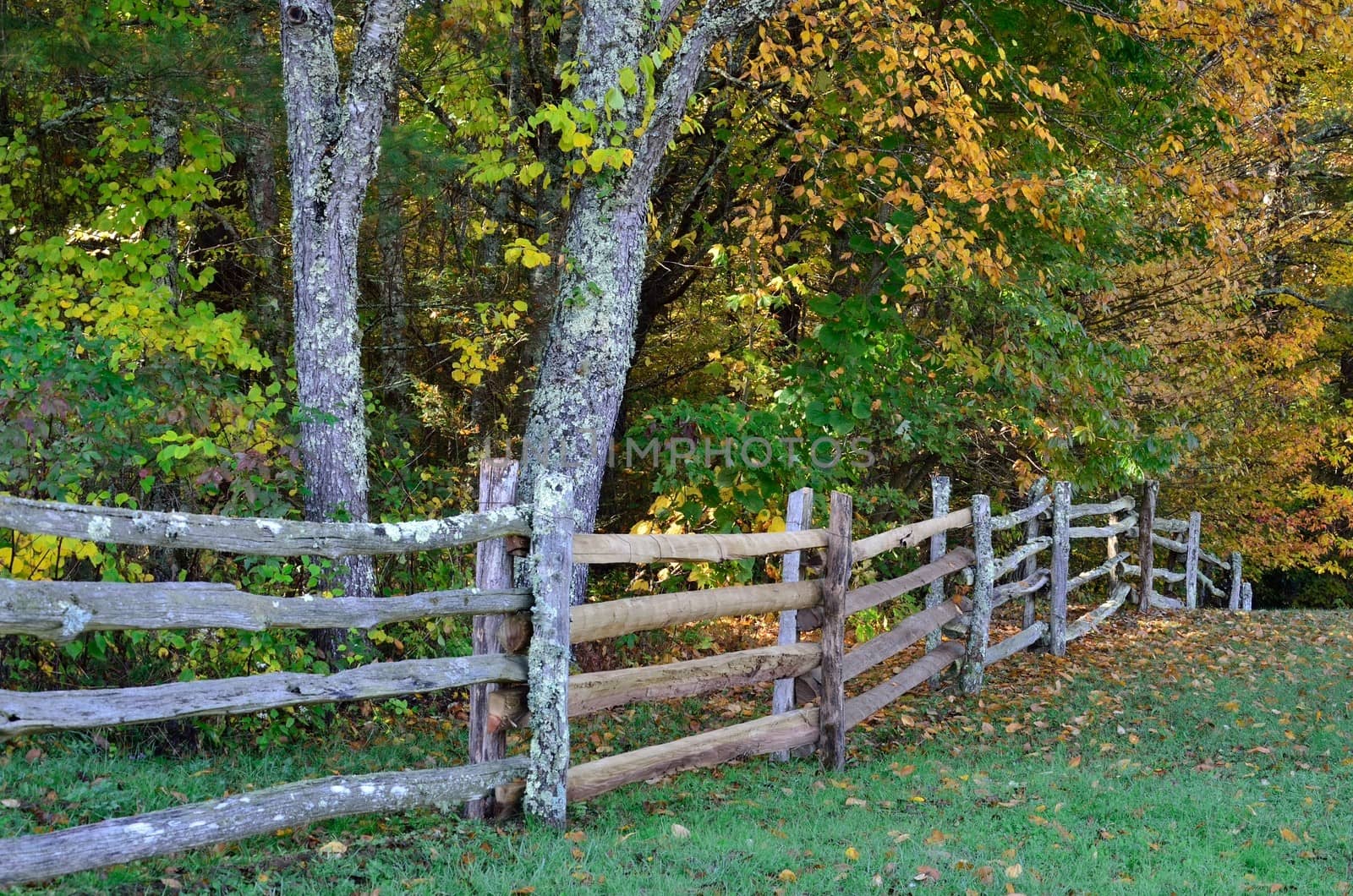 A wooden rail fence in the country running along fall's changing trees