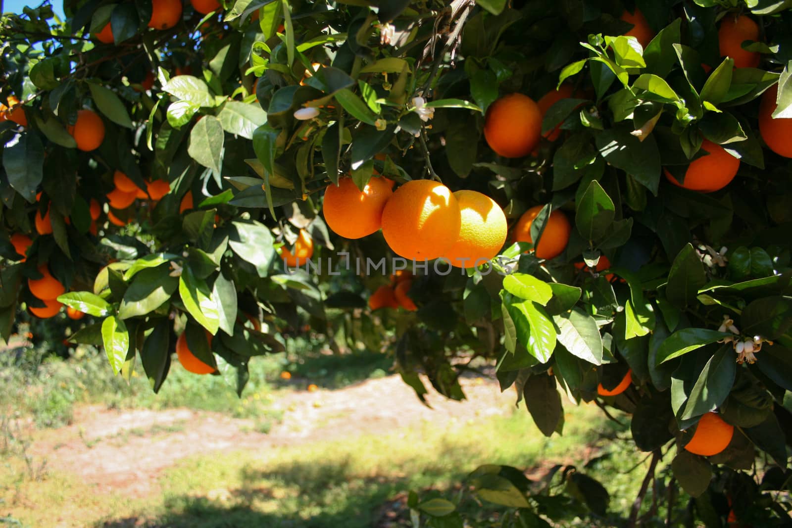 Orange tree