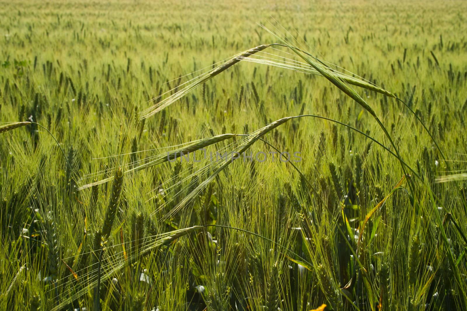 Green wheat field