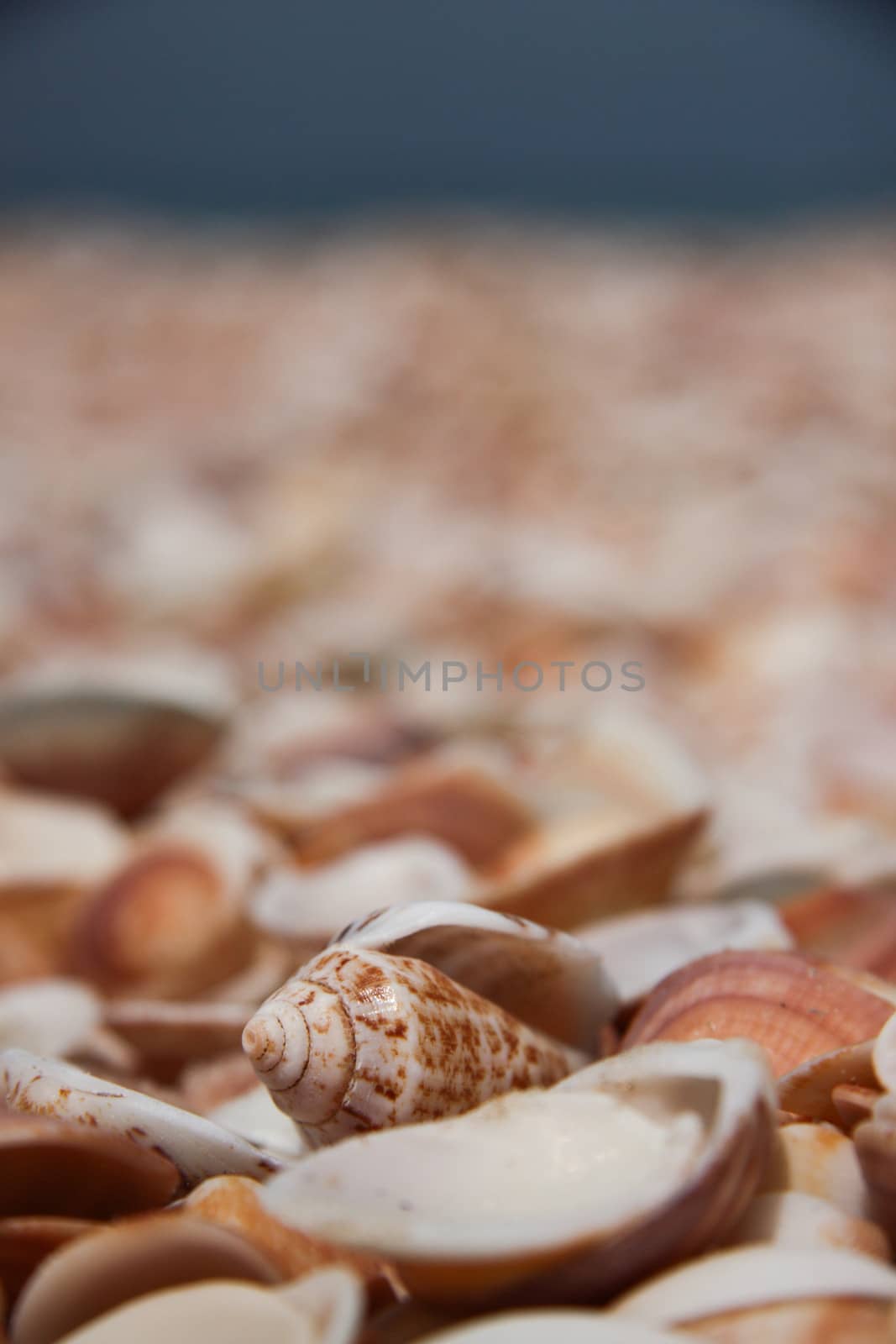 Seashells