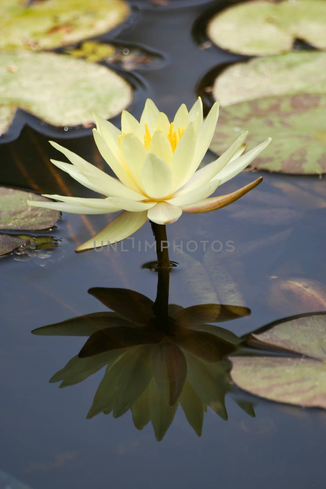Water Lily in a pond