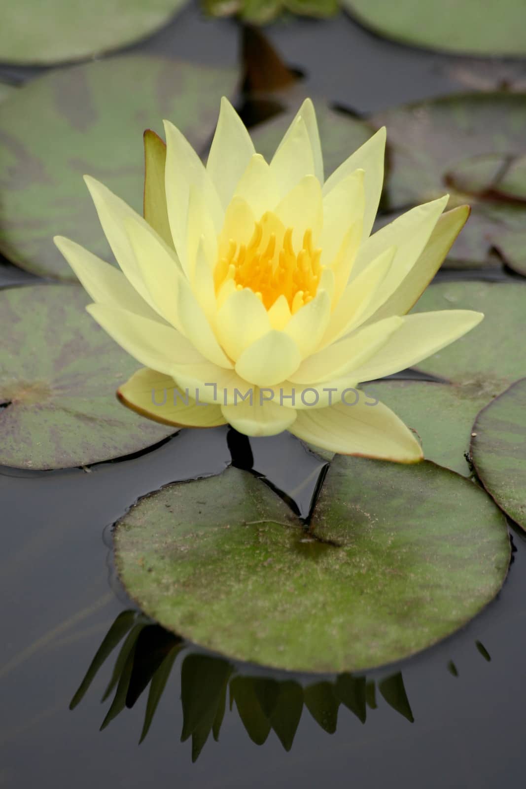 Water Lily in a pond