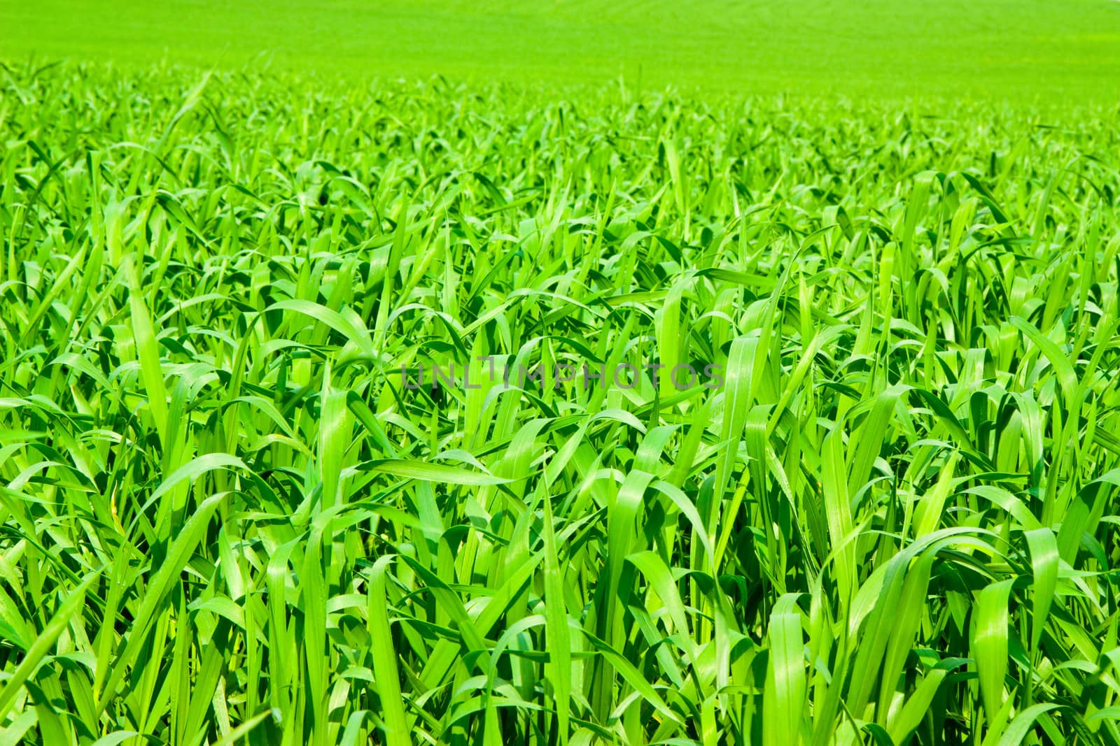 Green grass background