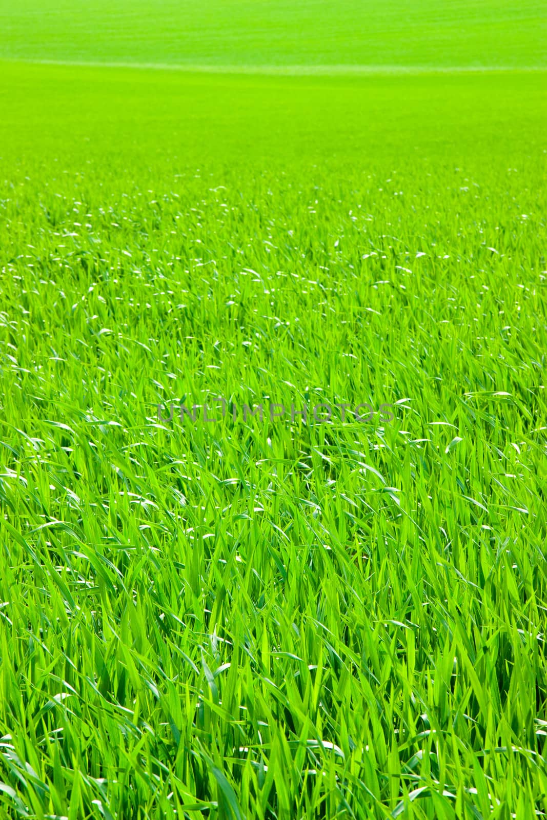 Green grass background