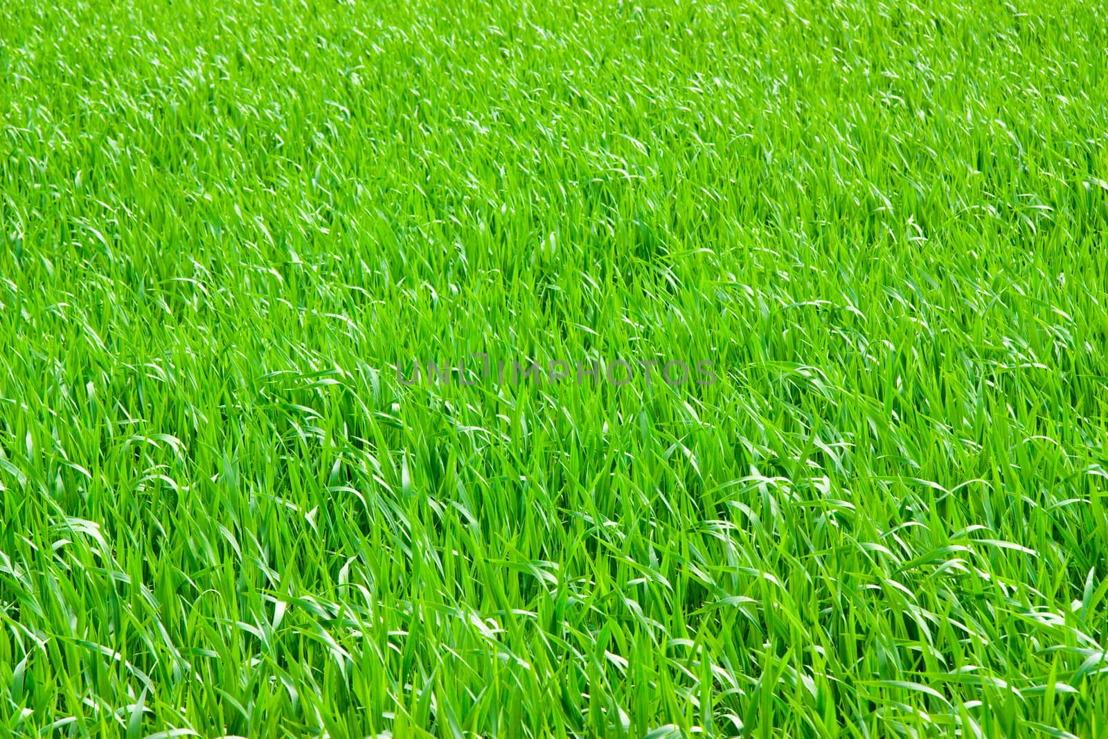 Green grass background