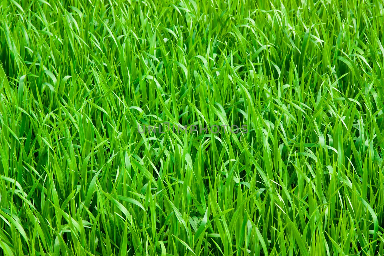 Green grass background