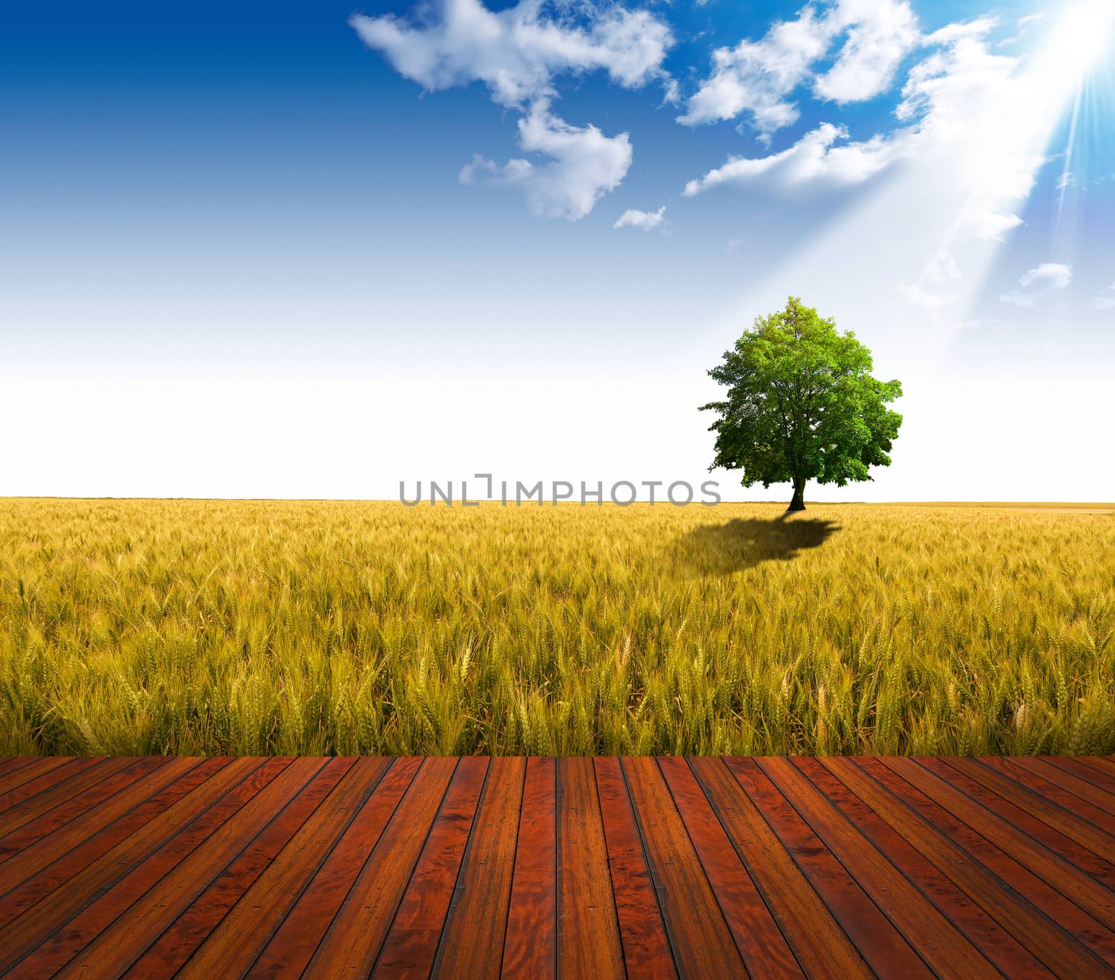 Wooden floor over yellow wheat field with green tree under blue sky background