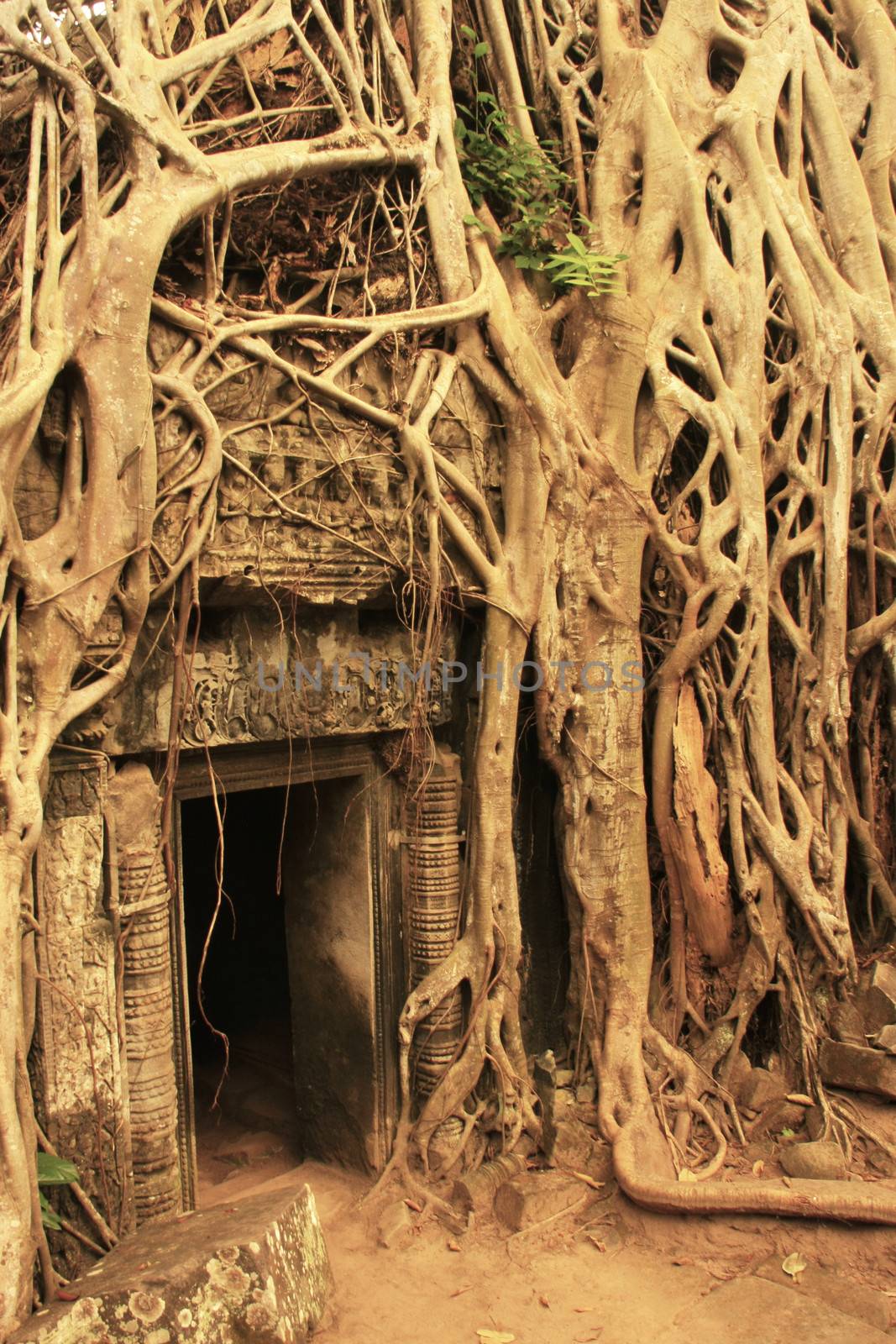 Ta Promh temple, Angkor area, Siem Reap, Cambodia