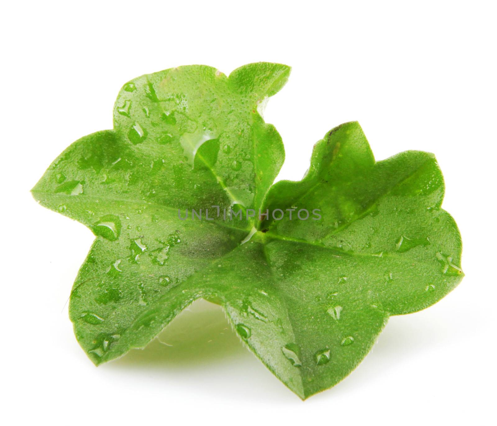 Green Leaf Isolated On White