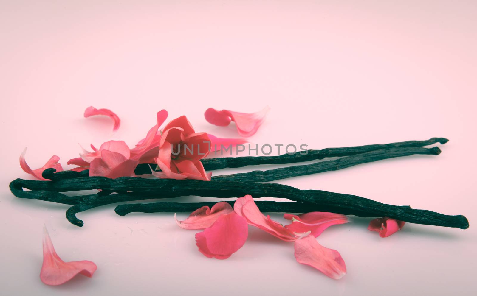 Vanilla Bean And Flower