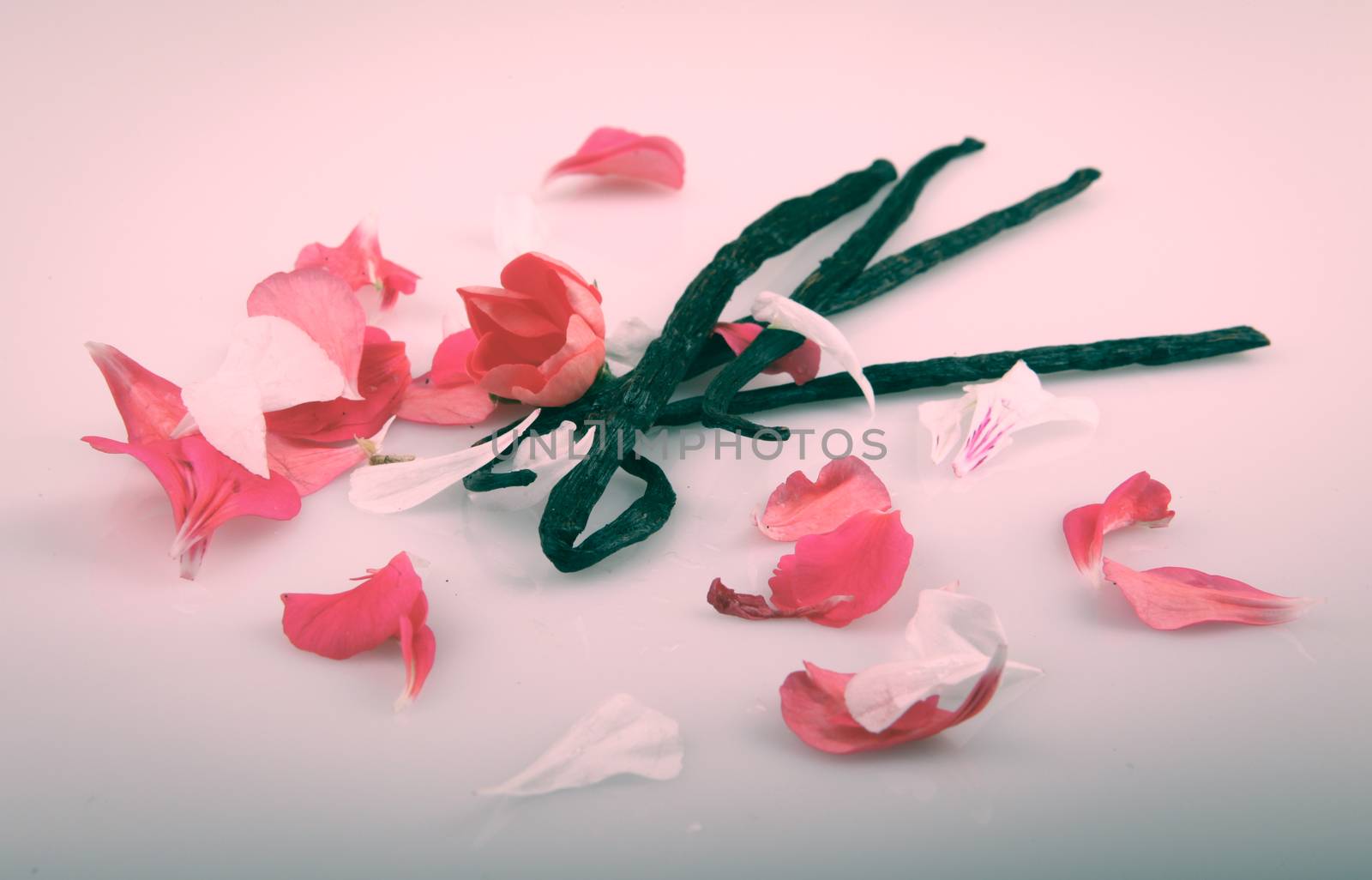 Vanilla Bean And Flower