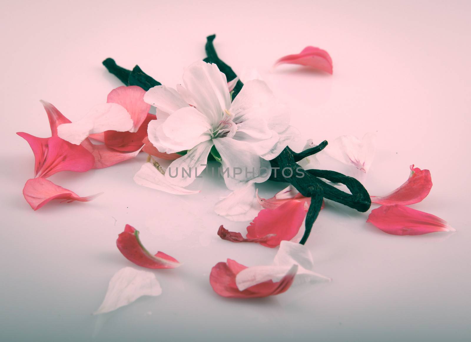 Vanilla Bean And Flower